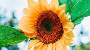 Preview wallpaper sunflower, flower, petals, yellow, leaves, bee