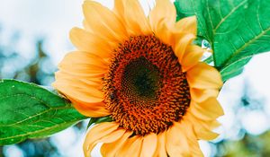 Preview wallpaper sunflower, flower, petals, yellow, leaves, bee