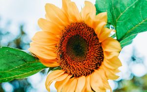 Preview wallpaper sunflower, flower, petals, yellow, leaves, bee