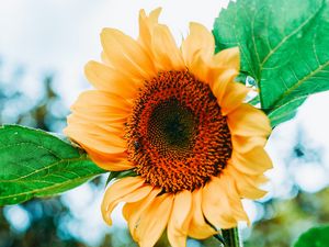 Preview wallpaper sunflower, flower, petals, yellow, leaves, bee