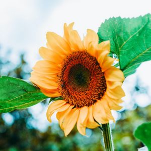 Preview wallpaper sunflower, flower, petals, yellow, leaves, bee