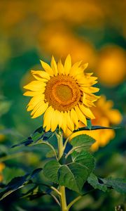 Preview wallpaper sunflower, flower, petals, yellow, focus