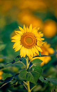 Preview wallpaper sunflower, flower, petals, yellow, focus