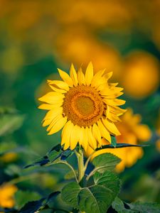 Preview wallpaper sunflower, flower, petals, yellow, focus