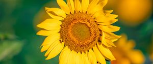 Preview wallpaper sunflower, flower, petals, yellow, focus