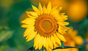 Preview wallpaper sunflower, flower, petals, yellow, focus