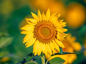 Preview wallpaper sunflower, flower, petals, yellow, focus