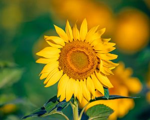 Preview wallpaper sunflower, flower, petals, yellow, focus