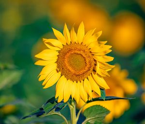 Preview wallpaper sunflower, flower, petals, yellow, focus