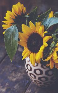 Preview wallpaper sunflower, flower, petals, vase