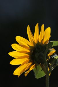 Preview wallpaper sunflower, flower, petals, macro, yellow