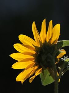 Preview wallpaper sunflower, flower, petals, macro, yellow