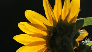 Preview wallpaper sunflower, flower, petals, macro, yellow