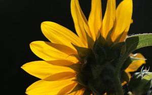 Preview wallpaper sunflower, flower, petals, macro, yellow