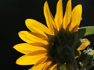 Preview wallpaper sunflower, flower, petals, macro, yellow