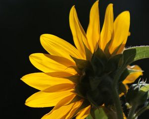 Preview wallpaper sunflower, flower, petals, macro, yellow