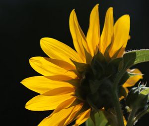 Preview wallpaper sunflower, flower, petals, macro, yellow