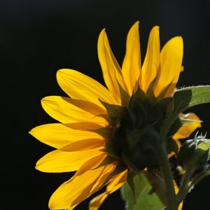 Preview wallpaper sunflower, flower, petals, macro, yellow