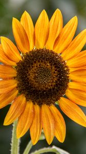 Preview wallpaper sunflower, flower, petals, plant, yellow, macro