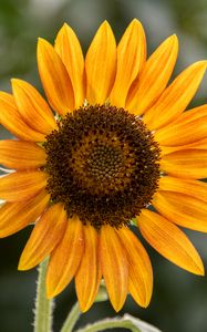 Preview wallpaper sunflower, flower, petals, plant, yellow, macro