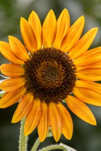 Preview wallpaper sunflower, flower, petals, plant, yellow, macro