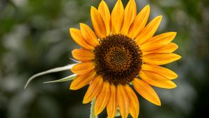 Preview wallpaper sunflower, flower, petals, plant, yellow, macro