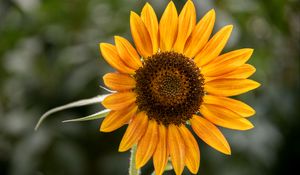 Preview wallpaper sunflower, flower, petals, plant, yellow, macro