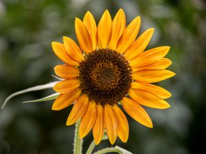 Preview wallpaper sunflower, flower, petals, plant, yellow, macro