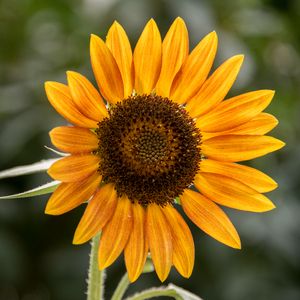 Preview wallpaper sunflower, flower, petals, plant, yellow, macro