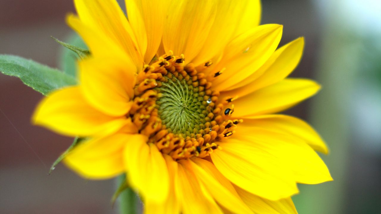 Wallpaper sunflower, flower, petals, plant, macro, yellow