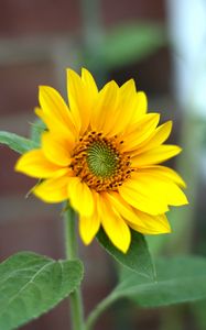 Preview wallpaper sunflower, flower, petals, plant, macro, yellow