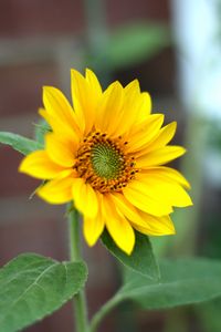 Preview wallpaper sunflower, flower, petals, plant, macro, yellow