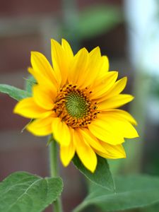 Preview wallpaper sunflower, flower, petals, plant, macro, yellow