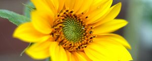 Preview wallpaper sunflower, flower, petals, plant, macro, yellow