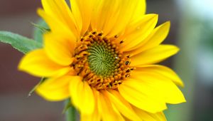 Preview wallpaper sunflower, flower, petals, plant, macro, yellow