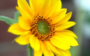 Preview wallpaper sunflower, flower, petals, plant, macro, yellow