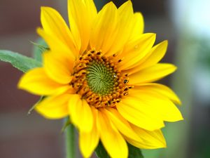 Preview wallpaper sunflower, flower, petals, plant, macro, yellow