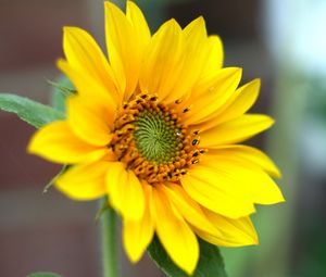 Preview wallpaper sunflower, flower, petals, plant, macro, yellow