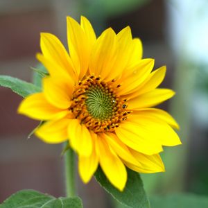 Preview wallpaper sunflower, flower, petals, plant, macro, yellow