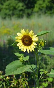 Preview wallpaper sunflower, flower, petals, plant, macro