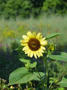 Preview wallpaper sunflower, flower, petals, plant, macro