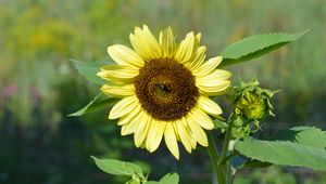 Preview wallpaper sunflower, flower, petals, plant, macro