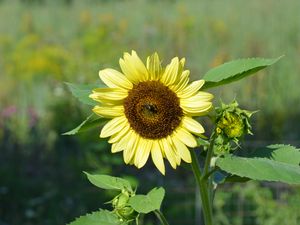 Preview wallpaper sunflower, flower, petals, plant, macro