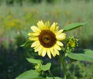 Preview wallpaper sunflower, flower, petals, plant, macro