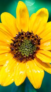 Preview wallpaper sunflower, flower, petals, yellow, wet, macro