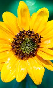 Preview wallpaper sunflower, flower, petals, yellow, wet, macro