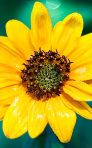 Preview wallpaper sunflower, flower, petals, yellow, wet, macro