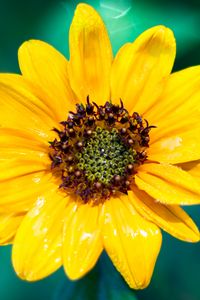 Preview wallpaper sunflower, flower, petals, yellow, wet, macro