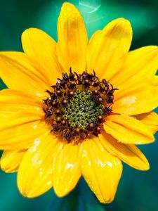 Preview wallpaper sunflower, flower, petals, yellow, wet, macro