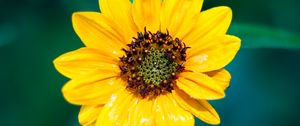 Preview wallpaper sunflower, flower, petals, yellow, wet, macro